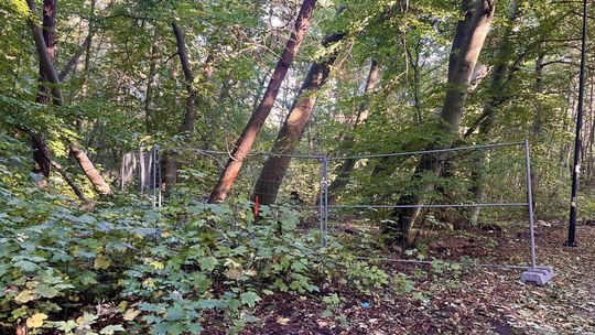 drzewa w Helu przeznaczone do wycinki