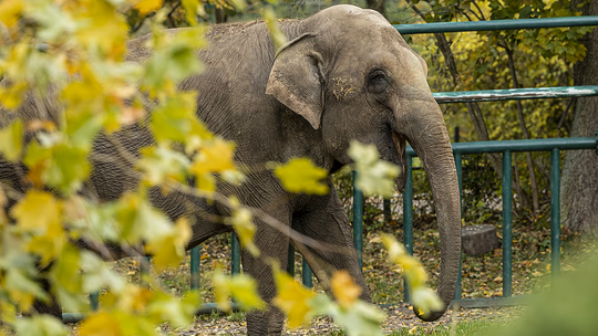 Słonica Wiki opuszcza Gdańskie ZOO. Po 20 latach wyjedzie do Francji, gdzie dołączy do stada słoni
