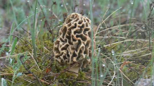 Dla smakoszy to prawdziwy rarytas, ale… chroniony. Gdzie wolno zbierać smardze?