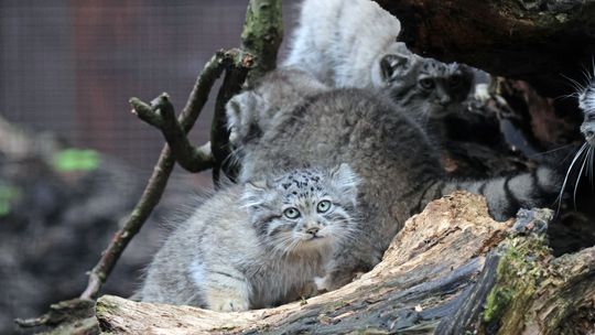 „Śnieżny bałwanek” i manule. Takiego roku w zoo w Gdańsku jeszcze nie było