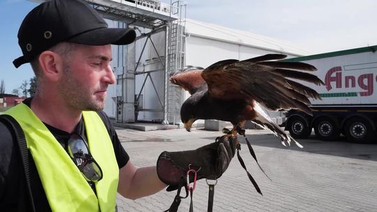 Sokół stefan „na etacie” w Porcie Gdańsk! Ma bardzo ważną funkcję