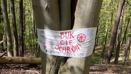 Hasła oplatające drzewa w okolicach Sopotu