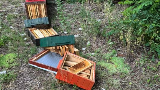 Sopot: Dwaj nastolatkowie zniszczyli ule z rodzinami pszczelimi, zajmie się nimi sąd