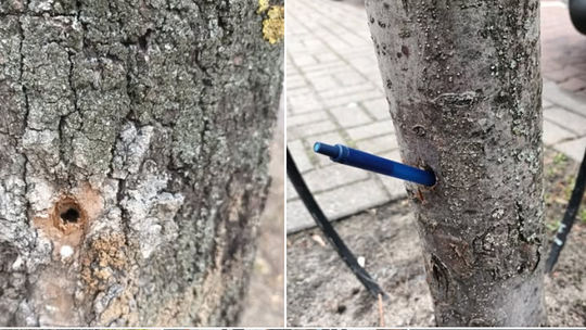 Sopot: Ktoś celowo zatruł drzewa. Miasto zawiadomi policję