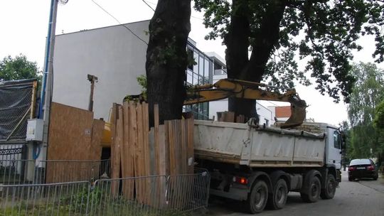 Spór o budowę przy dębach w Gdyni. Wojewoda uchyliła decyzję miasta