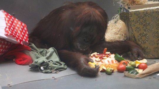 Orangutany w zoo w Gdańsku