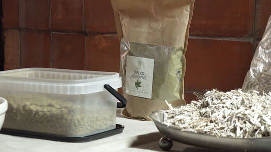 konopie, zdjęcie ilustracyjne