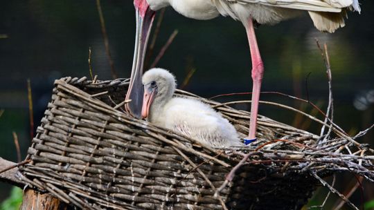 Ten rok z zoo w Gdańsku należał do ptaków! Kilka z nich wykluło się po raz pierwszy