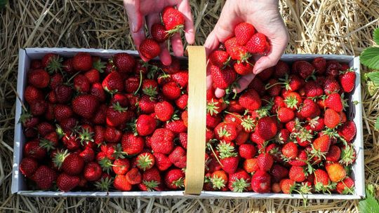 Święto Kaszubskiej Truskawki w Kartuzach z nowym logo i przez dwa dni