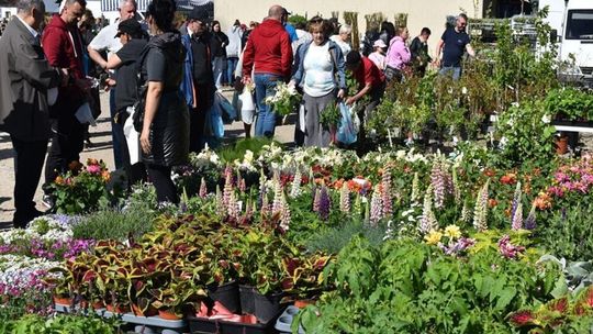 Święto Kwiatów i Krzewów w Sierakowicach. Do wyboru setki roślin na balkony i tarasy