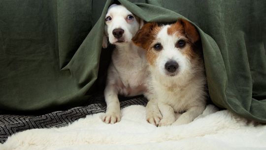 Sylwestrowy Patrol Animalsów ruszy na pomoc zwierzętom. „Ta noc jest dla nich koszmarem”