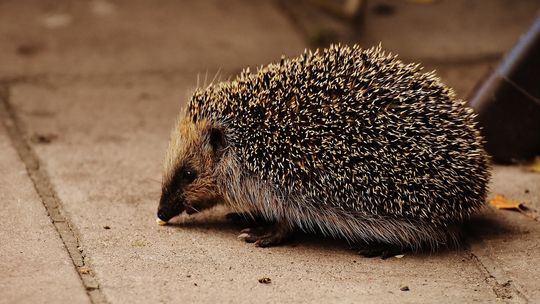 Ruszyli na ratunek jeżowi, który sam się… uwięził