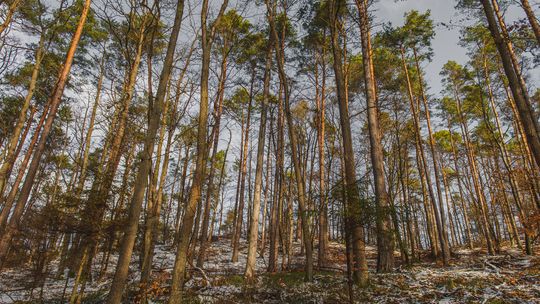 wycinka, Trójmiejski Park Krajobrazowy