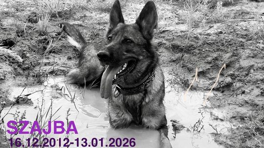 szajba, pies ratowniczy SGPR „Gdańsk”