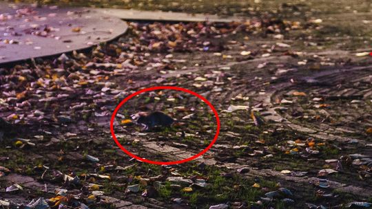 Szczurze Eldorado w centrum Gdańska. Deratyzacje nie pomagają, mieszkańcy mają dość