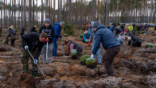 Szwaczki, tapicerzy i kierownicy wspólnie sadzili... las. Wielka akcja na terenach ponawałnicowych