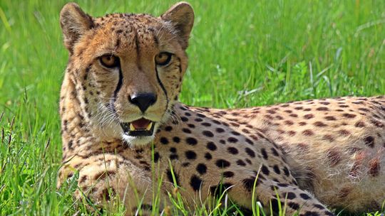 Thabo wraca z matrymonialnej podróży do stolicy. Gepard z gdańskiego zoo kończy wymianę