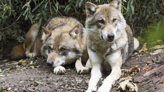 To nie wilki, a „hybrydy” zagryzły kozy. Odszkodowania nie będzie