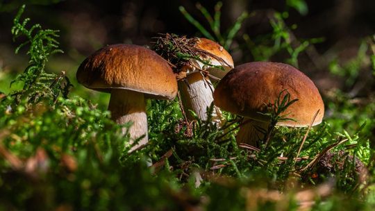 TOP 5 miejsc na grzyby na Pomorzu. Gdzie iść, żeby wrócić z pełnym koszykiem?