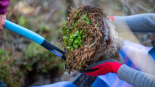 przenoszenie chronionych gatunków roślin