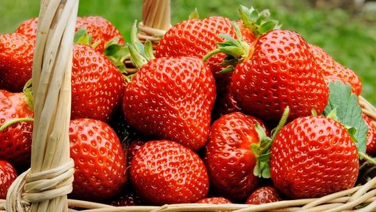 Truskawkobranie już w weekend. Spróbuj najsmaczniejszego owocu na świecie po greckiej brzoskwini