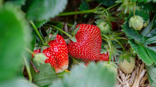 Truskawkobranie. Sezon już się zaczął, wszyscy plantatorzy zbierają owoce