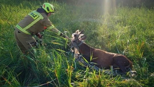 Tuchomie: Jeleń zaplątał się w siatkę. Na pomoc ruszyli strażacy