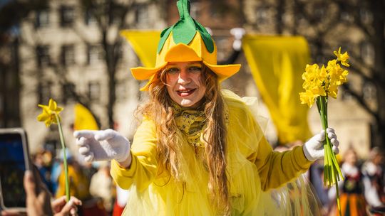 Tysiące wolontariuszy i żonkili w Gdańsku. Finał Pól Nadziei na Pomorzu