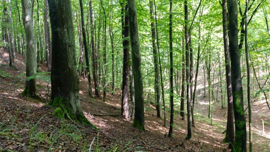 las na Huzarskich Manowcach w Gdańsku zagrożony wycinką