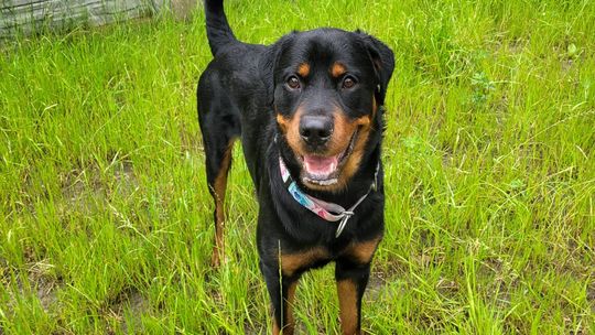 Ukradł rottweilera ze schroniska dla zwierząt Ciapkowo, odpowie teraz przed sądem