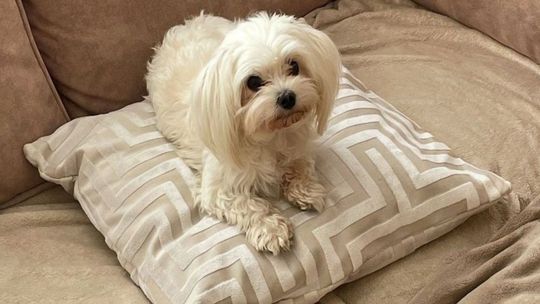 Ukradli psa spod sklepu na gdańskim Chełmie. Pomogli mieszkańcy i monitoring