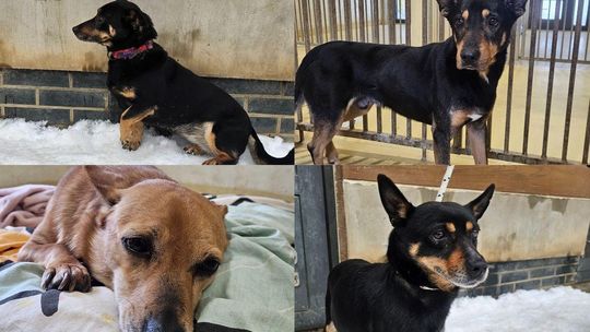 psy ze schroniska „Kocham Psisko” w Gdyni