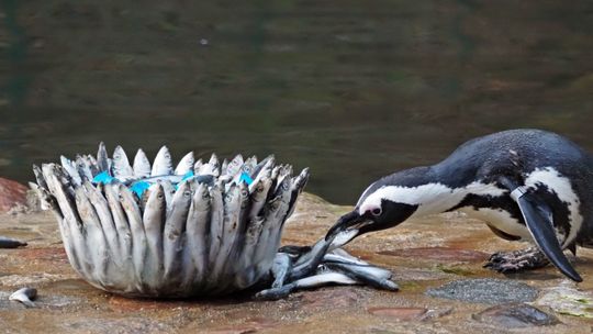 Urodziny 33-letniego Dziadka w gdańskim ZOO. Jubilat jest najstarszym pingwinem w Europie