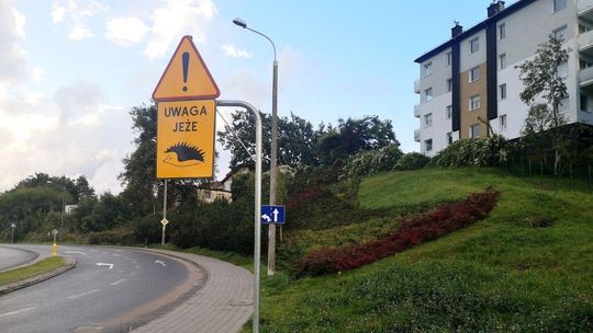 „Uwaga! Jeże”. Nowe znaki ostrzegacze pojawiły się na niektórych ulicach Gdyni