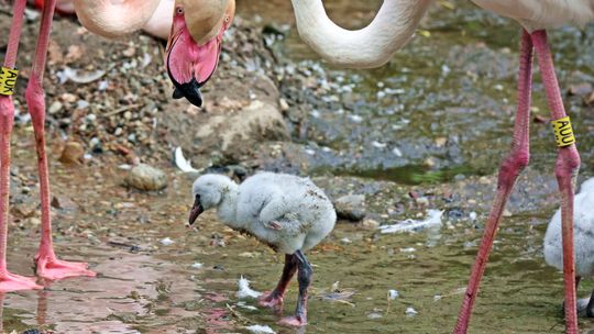 „Różowy” baby boom w gdańskim zoo! Najwięcej flamingów w historii