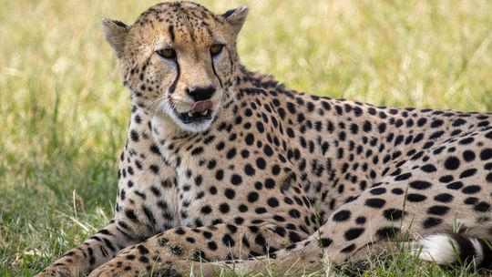 W gdańskim zoo zamieszkał Bandzior, ponoć na chwilę...