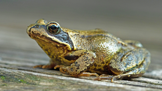 W Gdyni ruszyła wiosenna migracja płazów