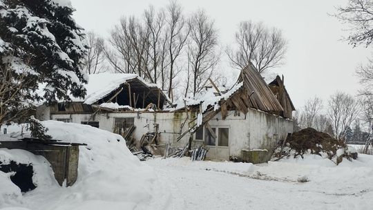 W Nowym Dworze Gdańskim zawalił się dach obory. Powodem zalegający śnieg