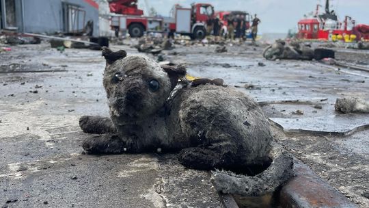 maskotka ocalała z pożaru hali w Porcie Gdańsk, 2024