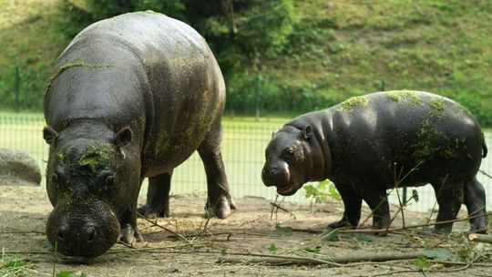 W wakacje gdańskie zoo oferuje zwiedzanie z przewodnikiem