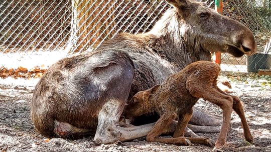 W zoo w Gdańsku urodziły się dwa łosie euroazjatyckie