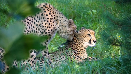 Walentynki tylko dla dorosłych! Zoo w Gdańsku zdradza sekrety miłości zwierząt