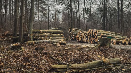 Ważą się losy lasów w Nadleśnictwie Kolbudy. Joanna Kreft-Baka i Mirosław Baka apelują o pomoc wycinka drzew, zdjęcie ilustracyjne