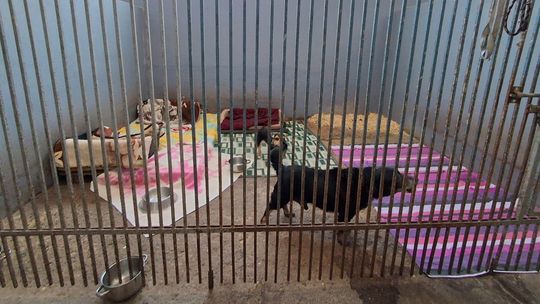 kontrola schroniska dla zwierząt, zdjęcie ilustracyjne