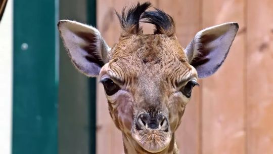 Wielkie narodziny w gdańskim zoo. Na świat przyszła pierwsza w historii ogrodu żyrafa ugandyjska Wielkie narodziny w gdańskim zoo. Na świat przyszła pierwsza w historii ogrodu żyrafa ugandyjska