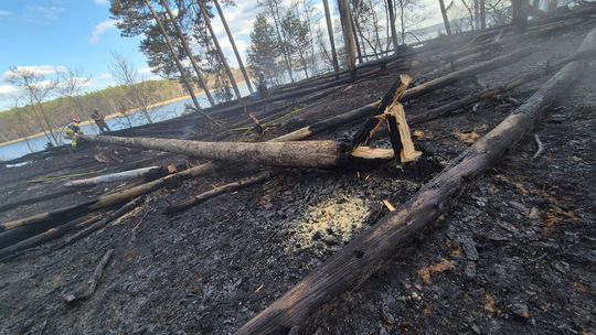 Wielkie straty po pożarze w Borach Tucholskich. "To wina człowieka!"