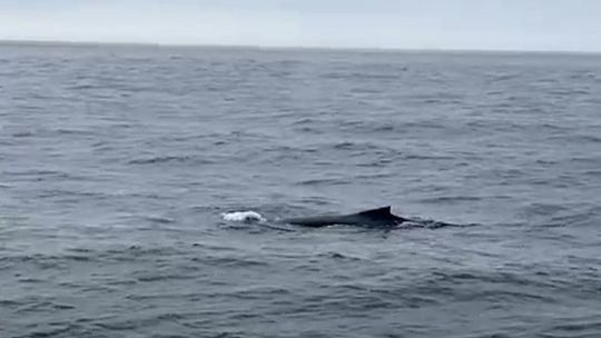 wieloryb w Morzu Bałtyckim