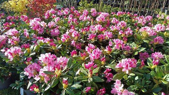 Wiosenne święto ogrodnictwa w Starym Polu! W weekend startują targi