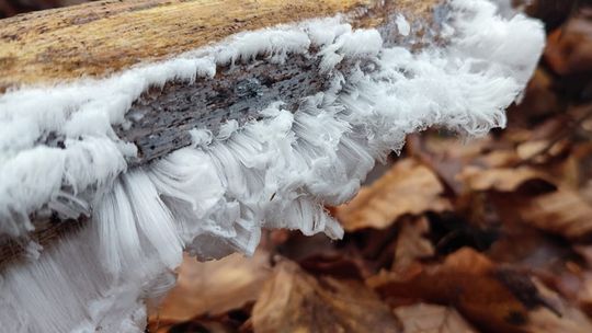 Włosy lodowe lub białe wąsy w kaszubskich lasach. Czym są? 