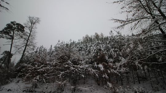 Droga Marnych Mostów, Trójmiejski Park Krajobrazowy